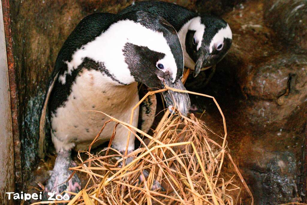 黑脚企鹅叼巢材(图片来源：台北市立动物园)