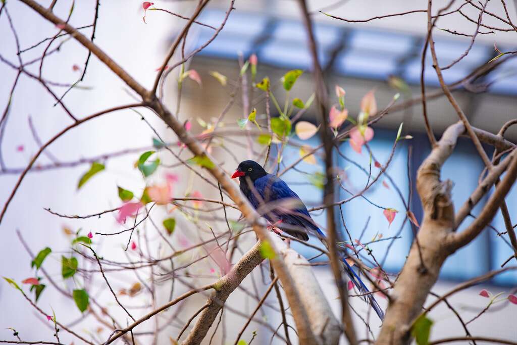都市的娇客向市民问好-台湾蓝鹊(图片来源：台北市政府工务局公园路灯工程管理处)
