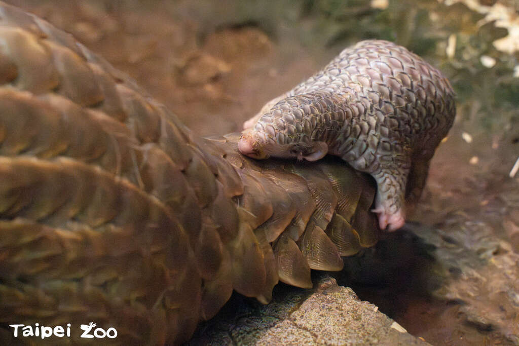 尾巴像是穿山甲育幼移動時的娃娃車(圖片來源：臺北市立動物園)
