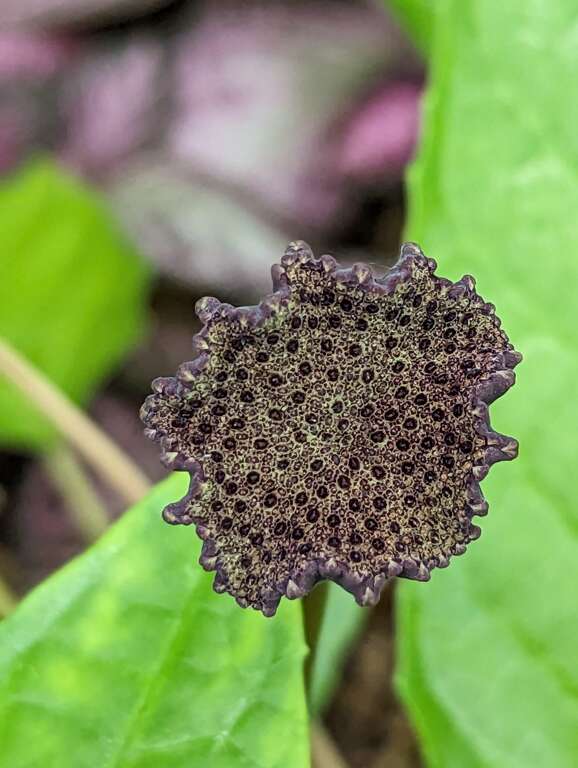 花序表面深紫、黑褐色，花序梗長10公分以上，盤狀花檯上密布顆粒。(圖片來源：臺北市政府工務局公園路燈工程管理處)