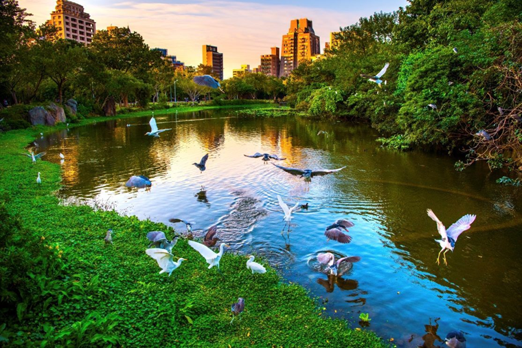 大安森林公園大生態池是最佳欣賞野鳥的景點(圖片來源：臺北市政府工務局公園路燈工程管理處)