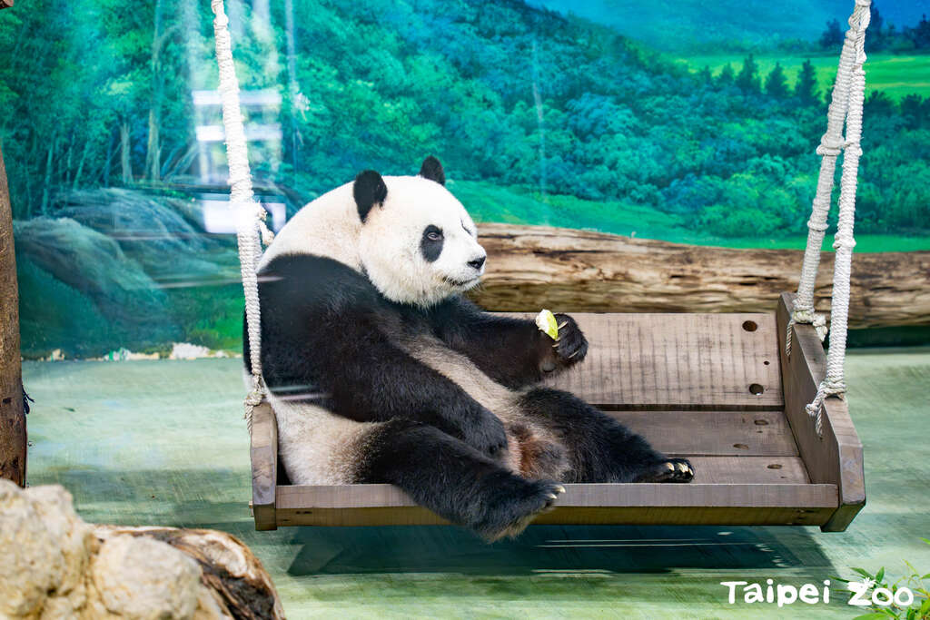 動物的行豐玩具需要保育員的創意用心(圖片來源：臺北市立動物園)