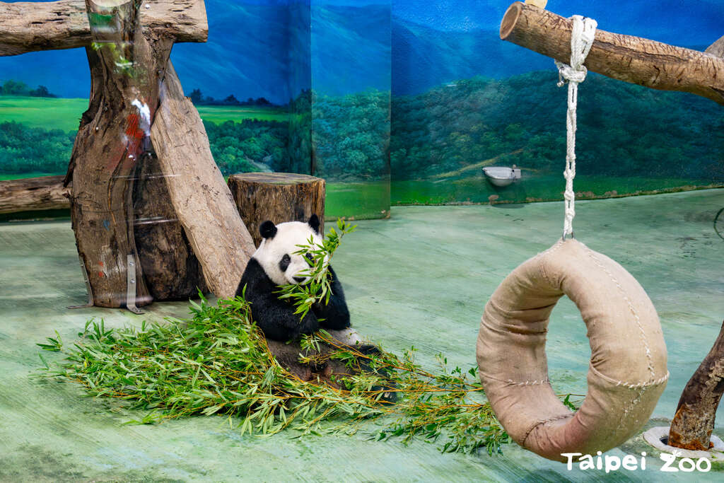 麻布袋向來是動物行豐的好資材(圖片來源：臺北市立動物園)