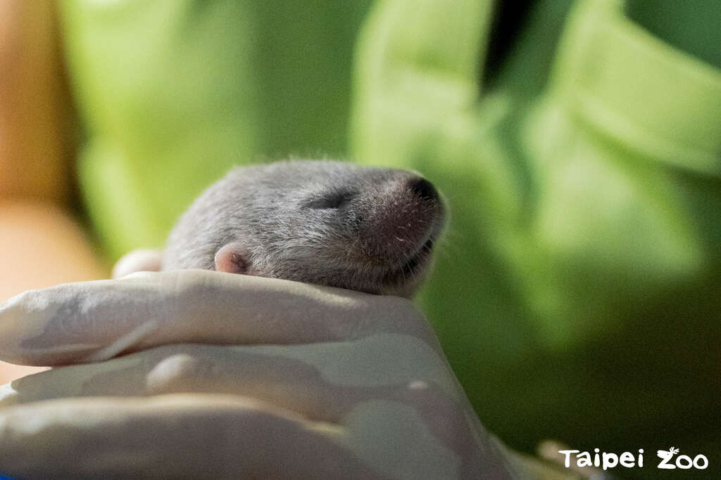 「金萌」相隔6小時生出2個寶寶在16天後形質檢查中(圖片來源：臺北市立動物園)