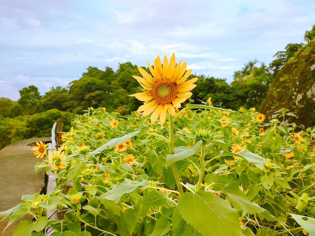 向日葵花田近照(圖片來源：臺北市政府工務局大地工程處)