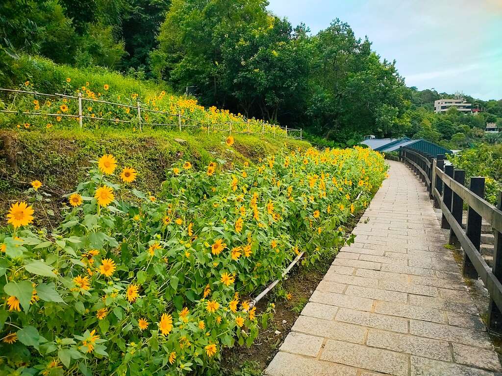 步道旁的向日葵(图片来源：台北市政府工务局大地工程处)