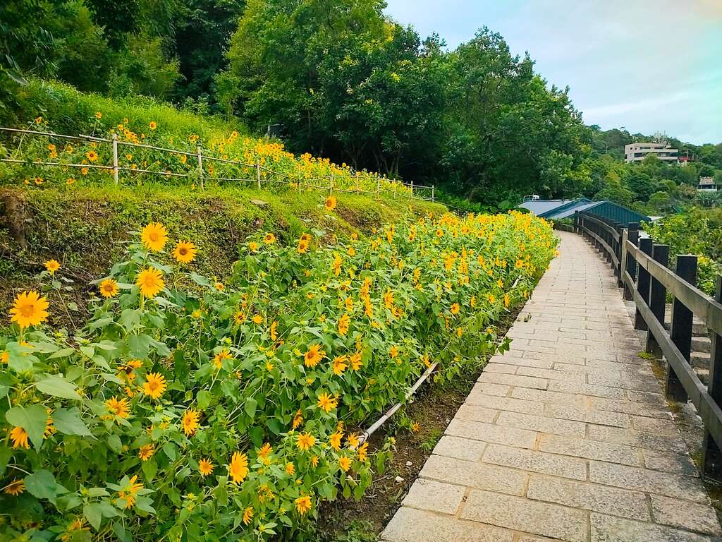 步道旁的向日葵(圖片來源：臺北市政府工務局大地工程處)