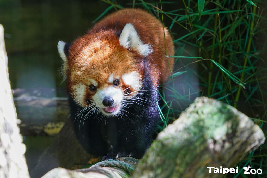 小貓熊喜歡在戶外舒爽的氣溫下活動，歡迎一起到溫帶動物區來看我(圖片來源：臺北市立動物園)