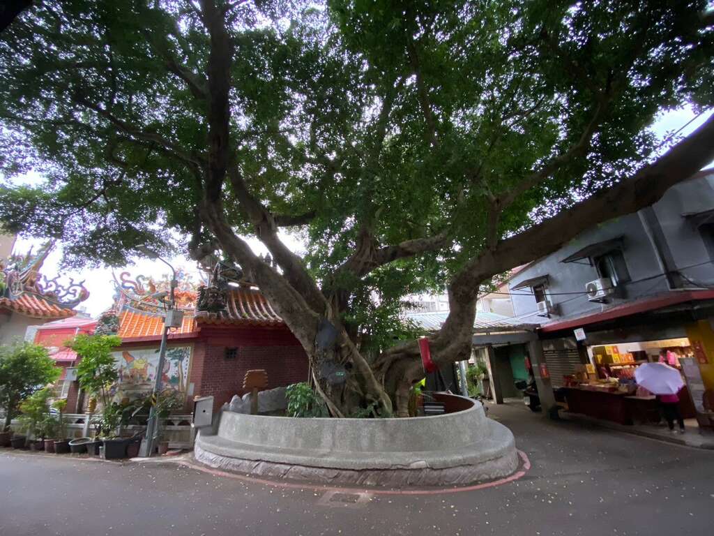 長慶榕樹(廟)_250年老樹