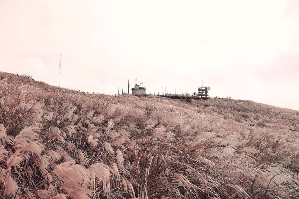 芒草美景(图片来源：台北市政府工务局大地工程处)
