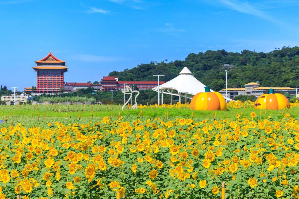 北市大佳河浜公園の花畑 第一弾ヒマワリが満開