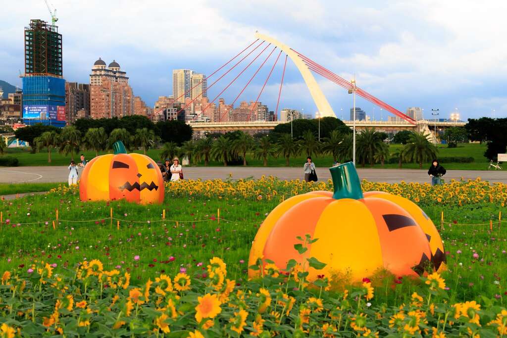 北市大佳河浜公園の花畑 第一弾ヒマワリが満開
