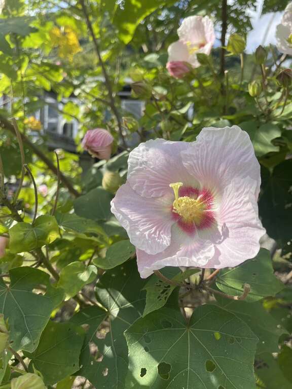 公园内山芙蓉正值开花季节(图片来源：台北市政府环境保护局)