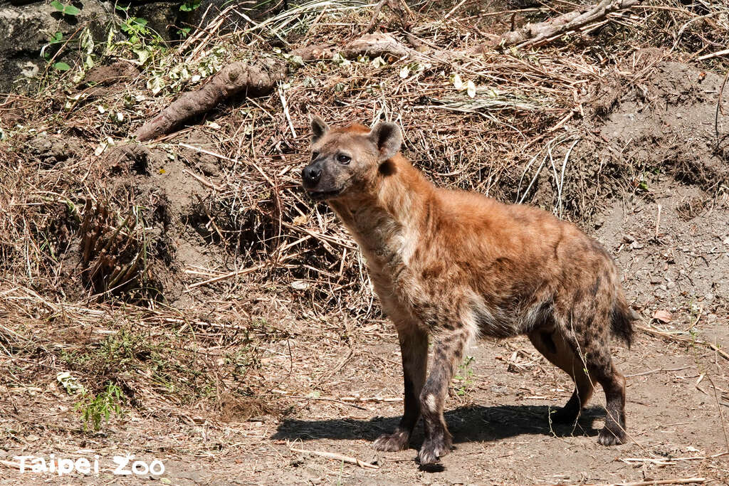 斑点鬣狗「小白」探索新户外活动场(图片来源：台北市立动物园)