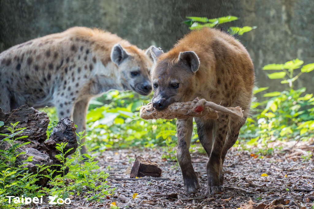 斑点鬣狗叼着特制的麻布袋造型行丰玩具(图片来源：台北市立动物园)