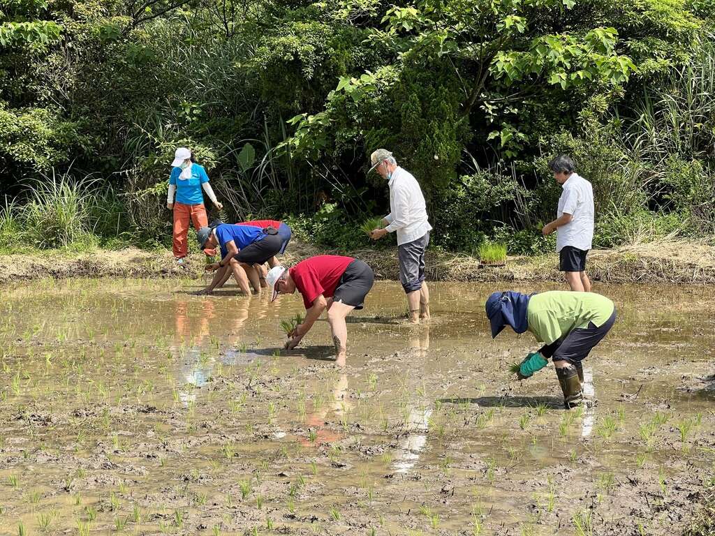 Revive the Legend of Ponlai Rice! Hutian Community and National Taiwan University Collaborate to Restore an Heirloom Rice Variety