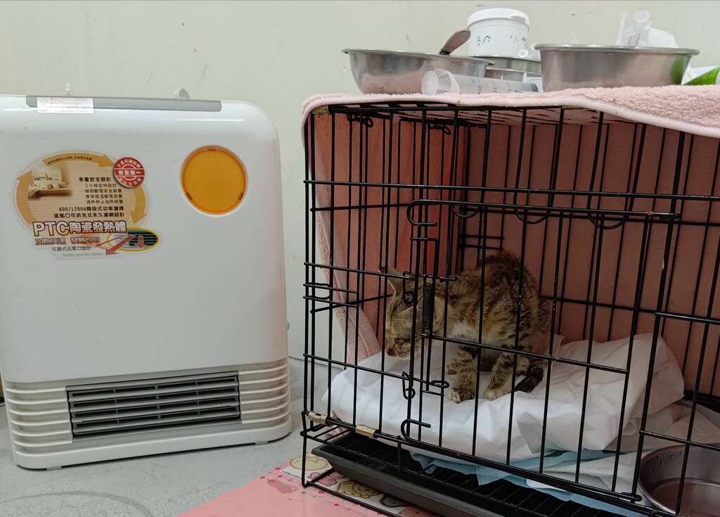 年幼的小猫喜欢暖暖的热气(图片来源：台北市动物保护处)