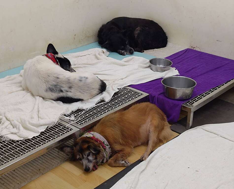 狗兒們尋找屬於自己舒適的角落(圖片來源：臺北市動物保護處)