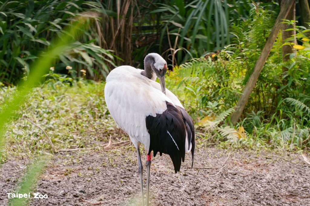 丹頂鶴則是來自雪國象徵，一身白色羽毛搭配翅膀末端黑羽，頭上頂著紅色肉冠(圖片來源：臺北市立動物園)