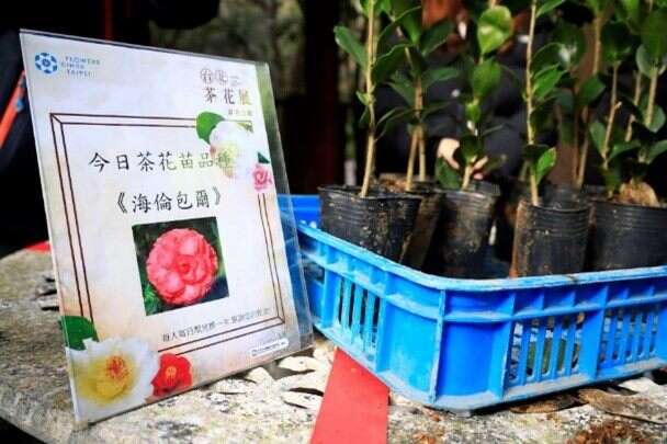 茶花香頌(圖片來源：臺北市政府工務局公園路燈工程管理處)
