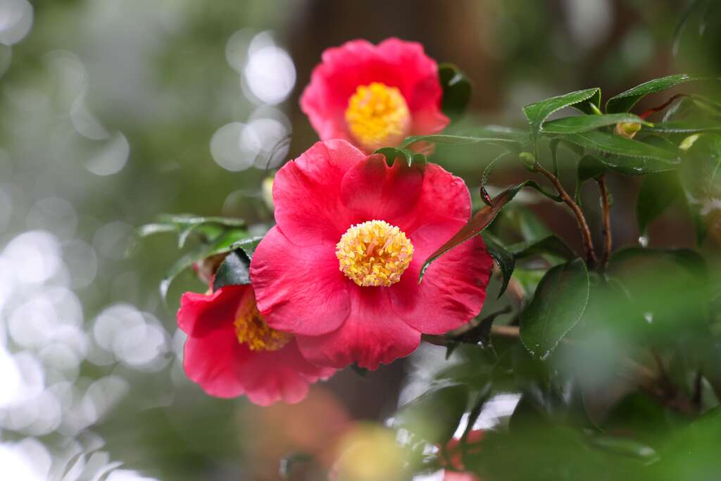 台北茶花-茶花照片 (4)(圖片來源：臺北市政府工務局公園路燈工程管理處)