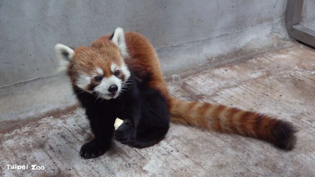 「未來」入住檢疫舍專屬套房(圖片來源：臺北市立動物園)