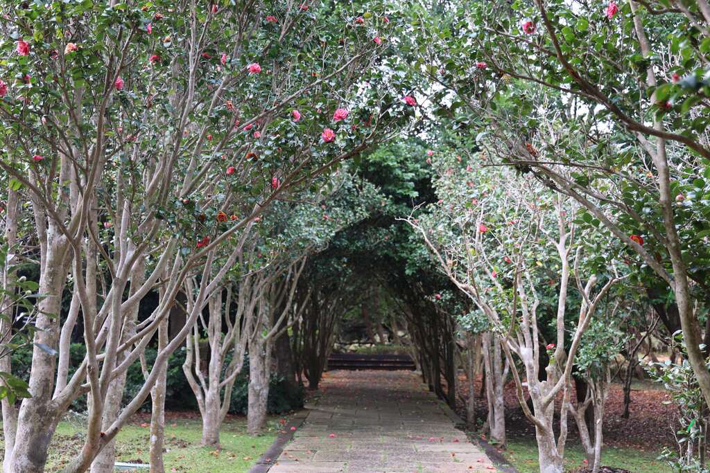 茶花隧道(圖片來源：臺北市政府工務局公園路燈工程管理處)