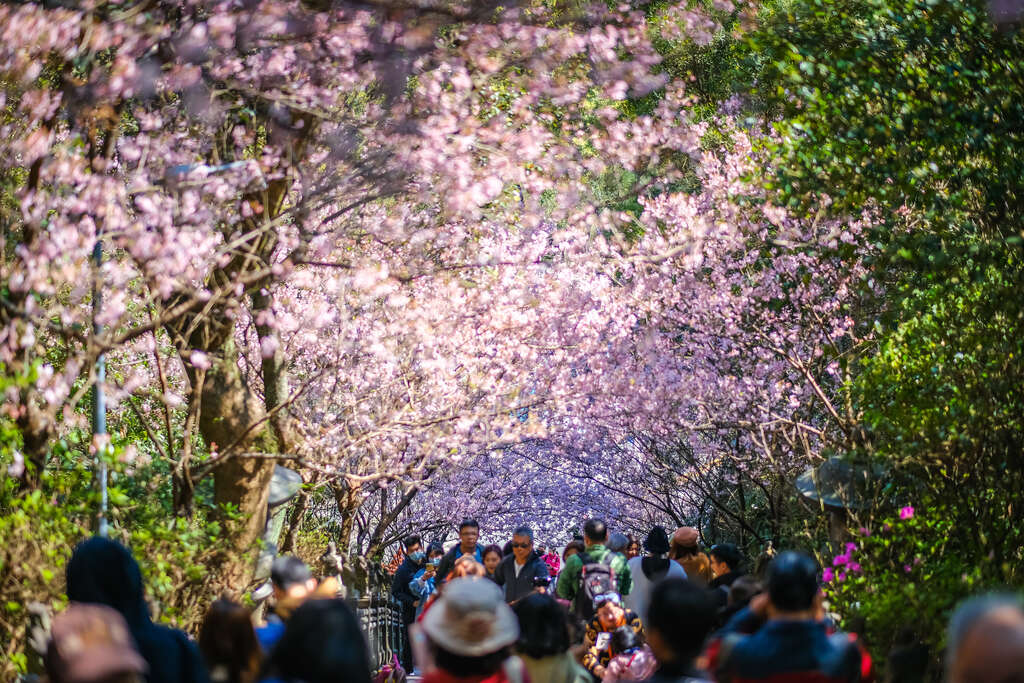 P53_2_碧山巖石階步道兩側櫻花盛開，形成浪漫的櫻花隧道。