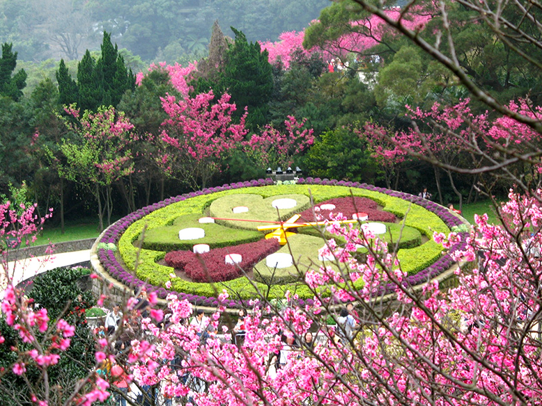 P54_陽明山花鐘是陽明山的熱門賞花景點。@台北工務局