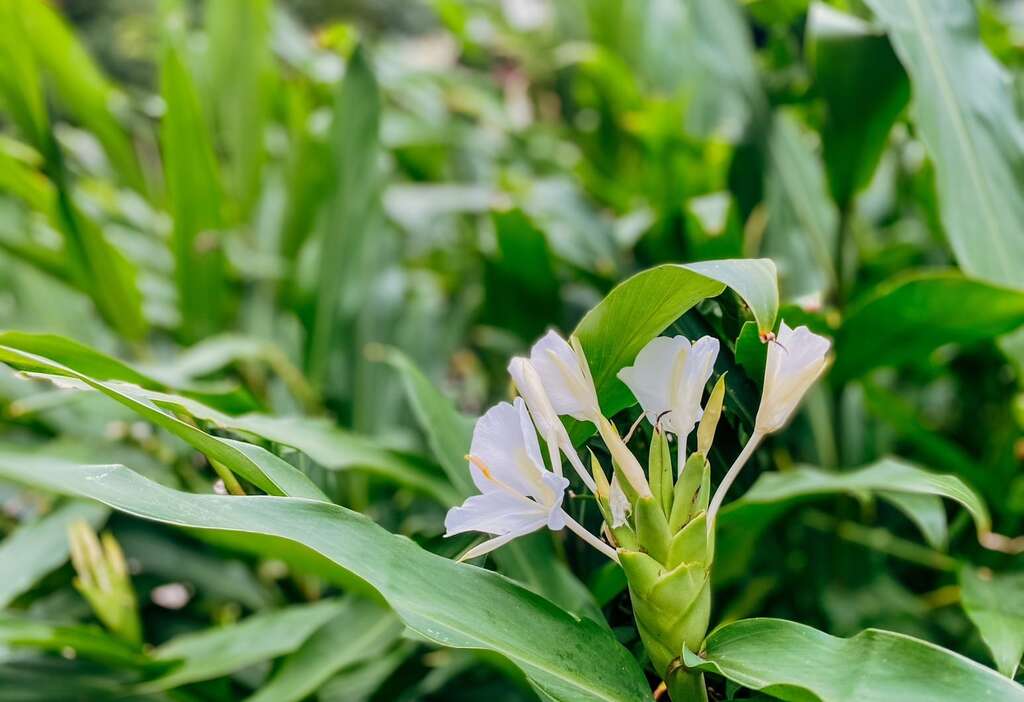 富陽自然生態公園一景(圖片來源：臺北市政府工務局公園路燈工程管理處)