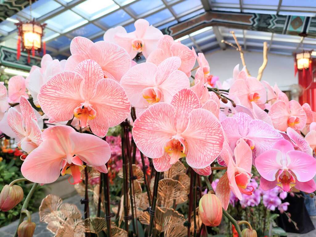 吸染蝴蝶蘭花色爭奇鬥艷(圖片來源：臺北市政府工務局公園路燈工程管理處)