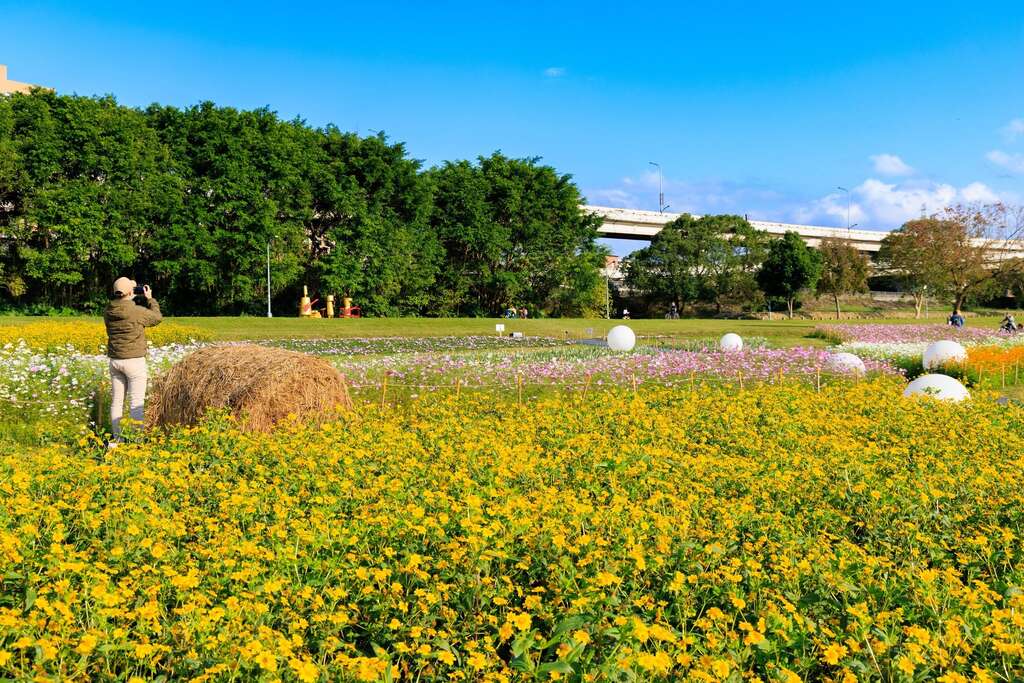 古亭河滨花海花 大面积的花海最适合拍照(图片来源：台北市政府工务局水利工程处)