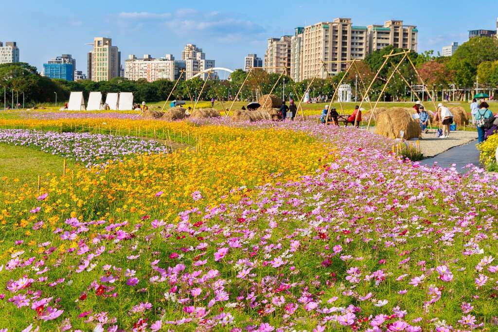 古亭河滨花海盛开 欢迎大家来赏花 感受花开的浪漫气息(图片来源：台北市政府工务局水利工程处)