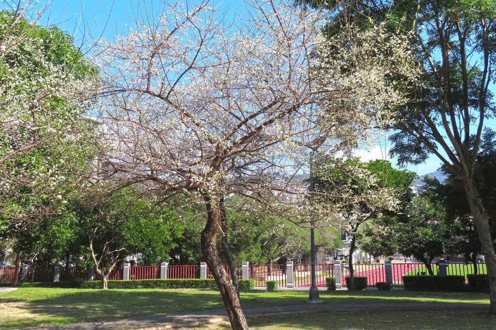 奇岩4号绿地有3、4株老梅树盛开美景(图片来源：台北市政府工务局公园路灯工程管理处)
