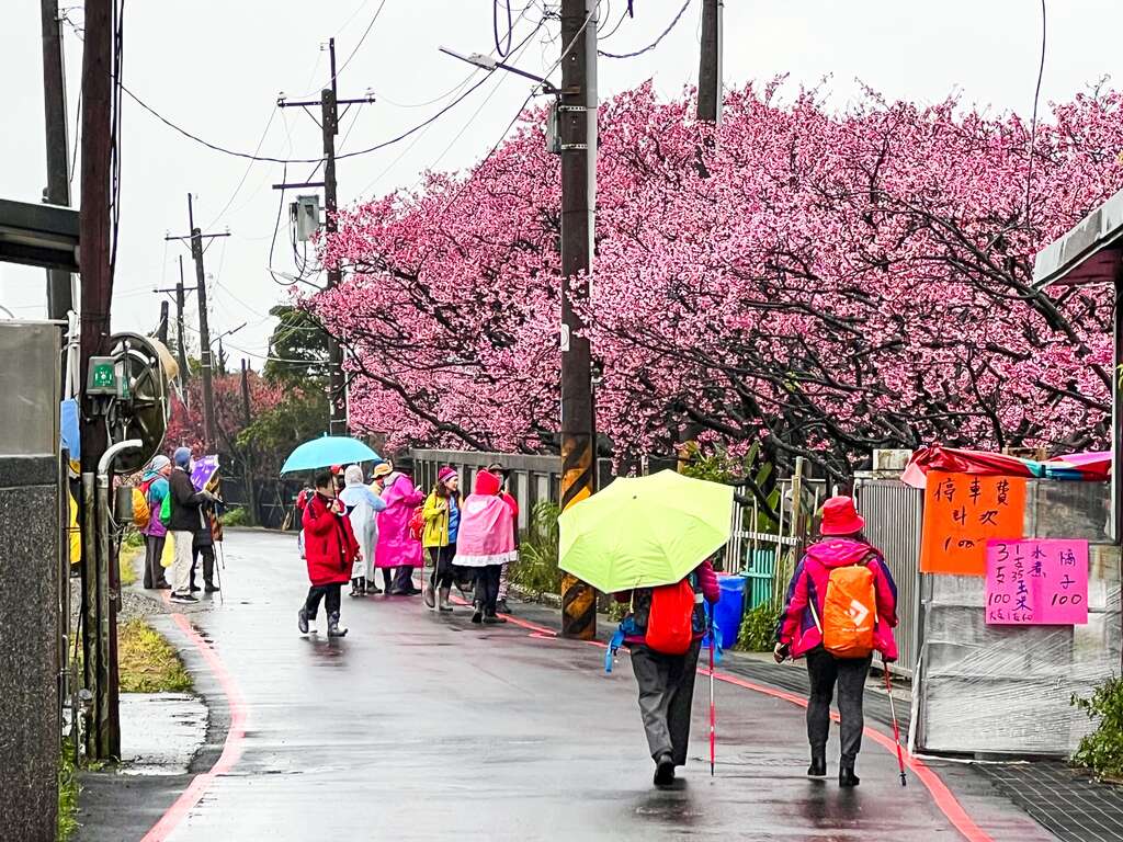 平菁街櫻花巷現況(圖片來源：臺北市政府工務局大地工程處)