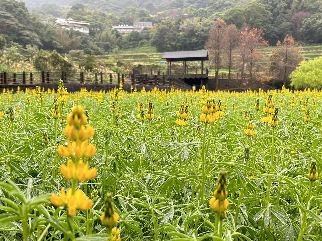 樟樹步道-魯冰花(圖片來源：臺北市政府工務局大地工程處)