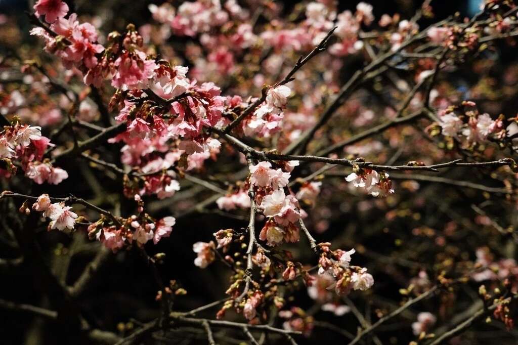 各种樱花在灯光的投射下，别具一番风味(图片来源：台北市政府秘书处媒体事务组)