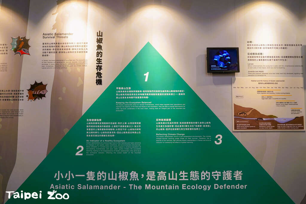 山椒鱼的生存危机(图片来源：台北市立动物园)