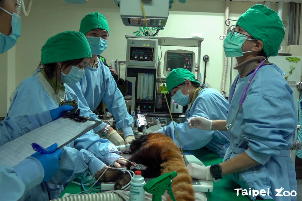 兽医为小猫熊「未来」做健康检查(图片来源：台北市立动物园)