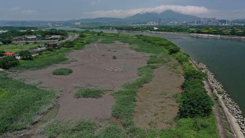 An aerial photo of the habitat taken before related construction during the ebb phase, showing severe land accumulation and marshland takeover by extensive reed growth at the Shezi Island Wetland. Th