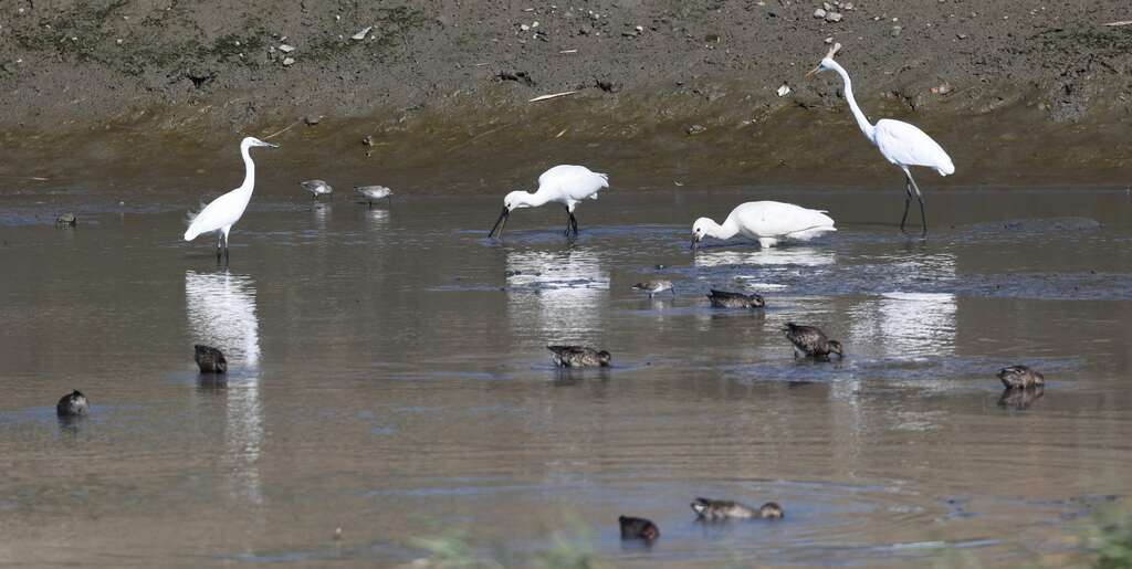 The diversification of habitat types allows various waterfowl species (Eurasian teal, waders, great egret, little egrets, Eurasian spoonbills and other large waders, dunlins and other small waders) to find suitable foraging habitats.