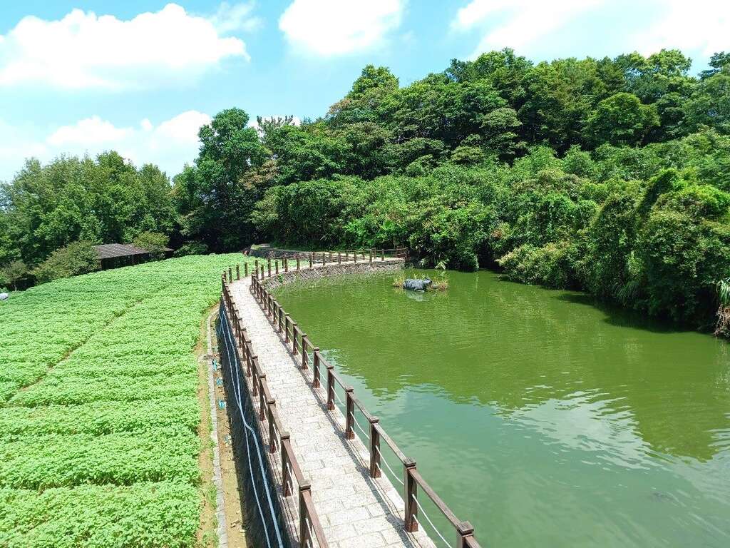 樟樹步道美景(圖片來源：臺北市政府工務局大地工程處)