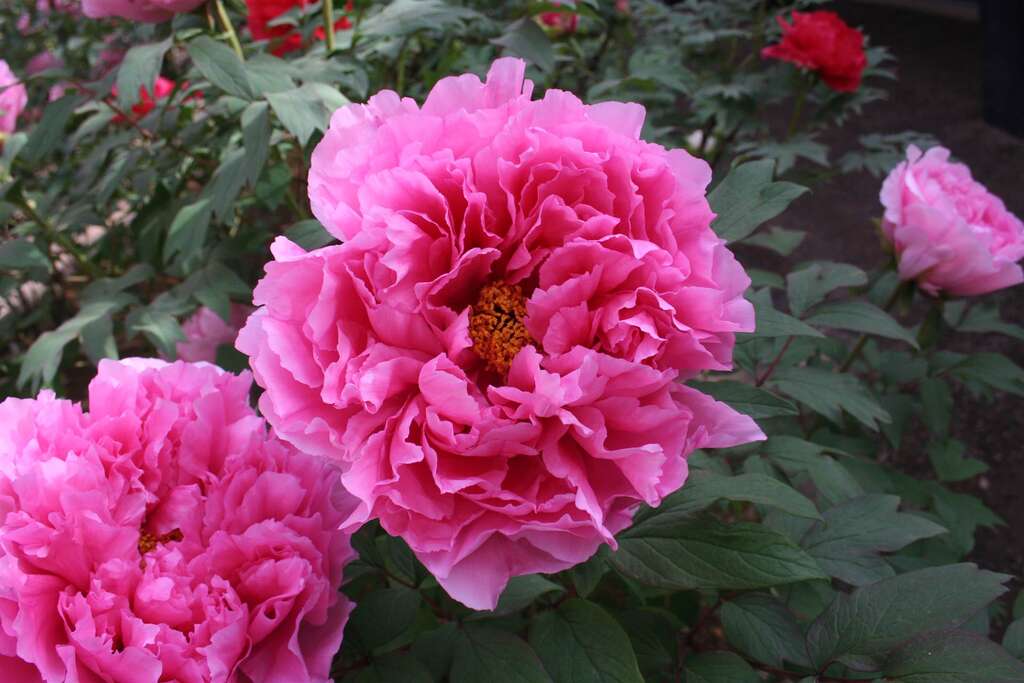 牡丹花-百花殿(图片来源：台北市政府产业发展局)