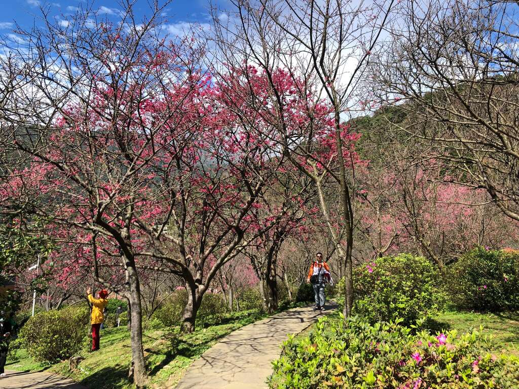公园内的樱花已开放五成(图片来源：台北市政府工务局公园路灯工程管理处)