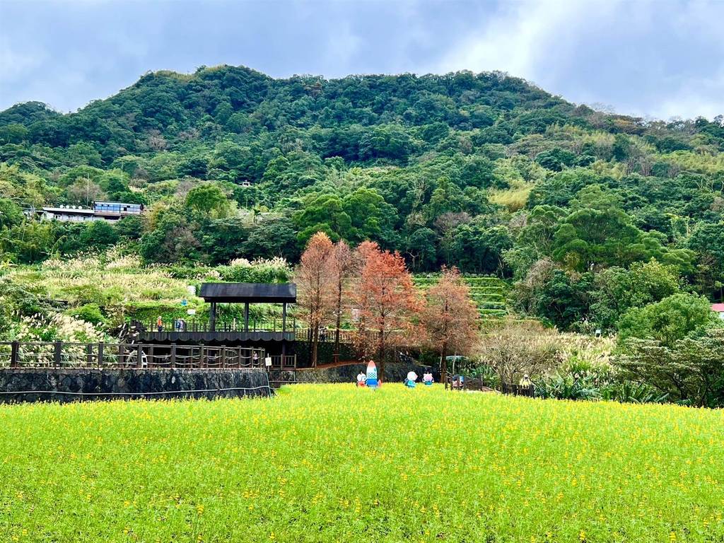 貓空樟樹步道魯冰花海（臺北市政府工務局公園處提供）