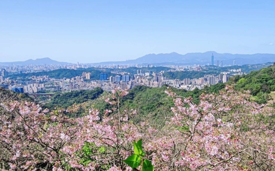 老泉里騰龍御櫻為臺北賞櫻秘境，從花影間還可遠眺市區景觀（文山區老泉里辦公處提供）