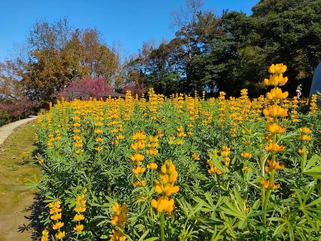 魯冰花近照(圖片來源：臺北市政府工務局大地工程處)