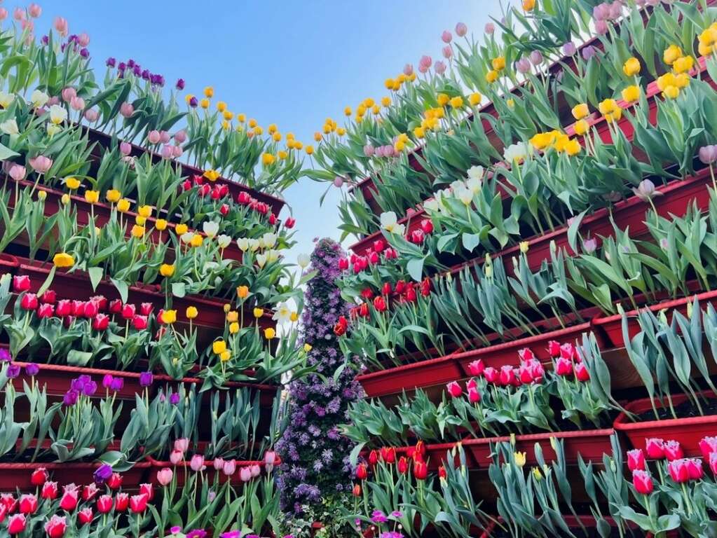 首次尝试以立体方式呈现郁金香花墙(图片来源：台北市政府工务局公园路灯工程管理处)