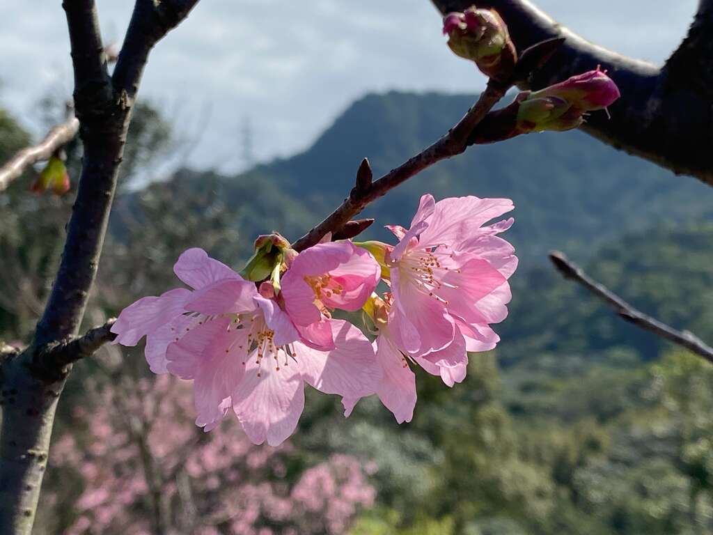 指南风景区樱花(图片来源：台北市政府工务局大地工程处)