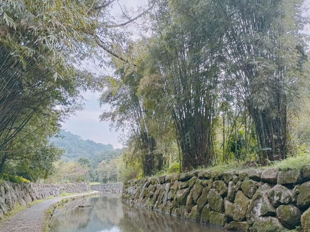 竹林伫立於溪沟旁(图片来源：台北市政府工务局大地工程处)